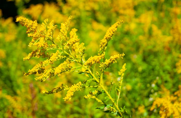 How To Manage Allergies During Ragweed Pollen Season How To Manage Allergies During Ragweed Pollen Season