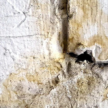 Moldy areas